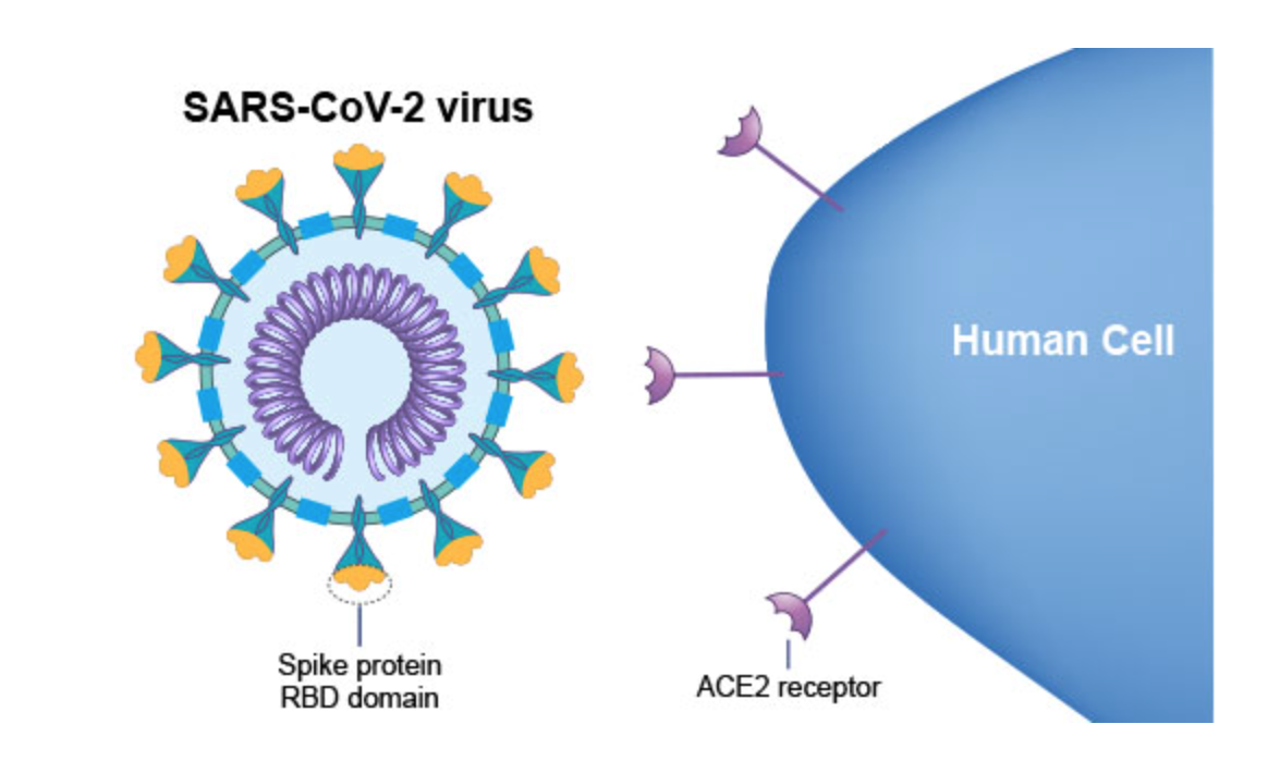 Home - Immunity Assessment